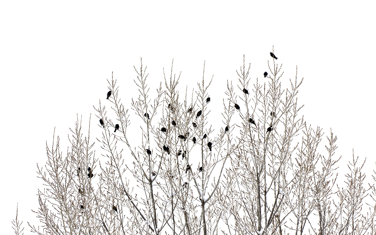Winter background G101Bhv Ravensworth Farm Pool winter-background-g101bhv-ravensworth-farm-pool